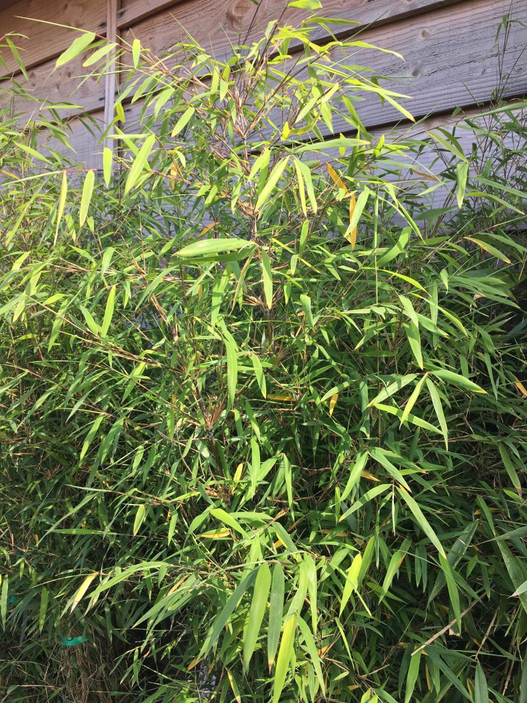 Bambou-arcachon