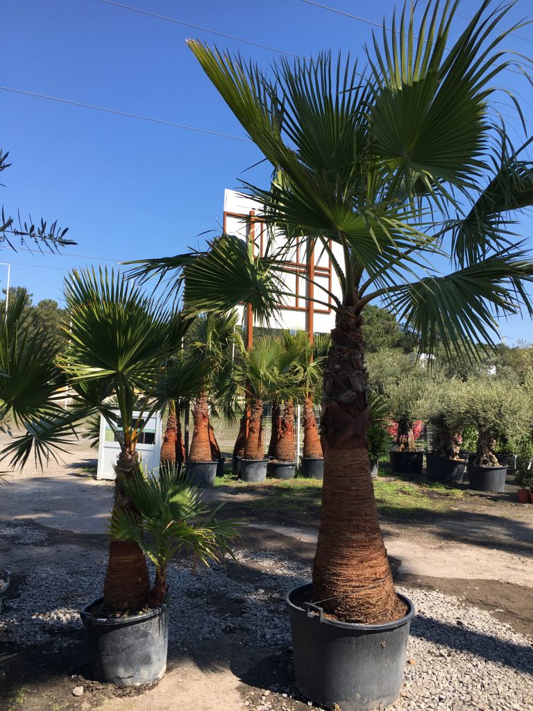 palmier-jardinerie-arcachon