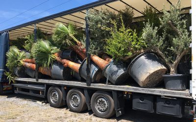 Des palmiers et des oliviers à Arcachon : L’arrivage du mois de juillet !