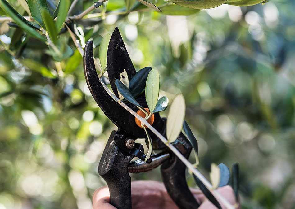 Quand et comment tailler un olivier facilement ?