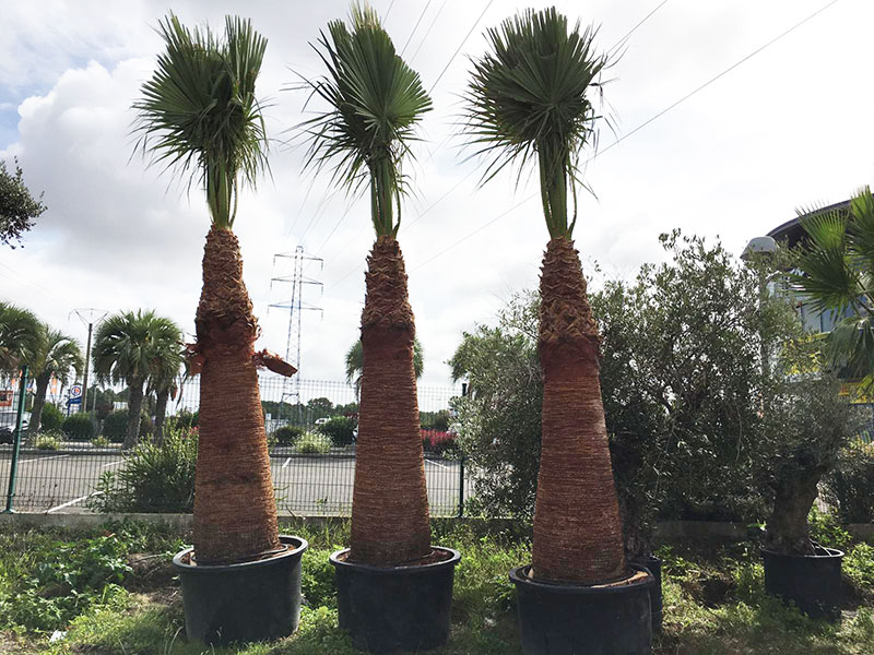 7-palmiers