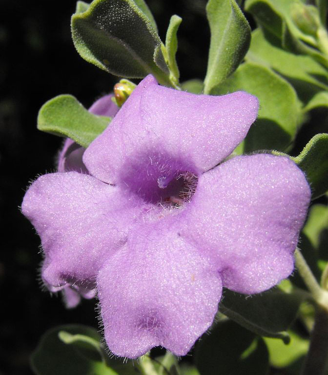3-Leucophyllum-langmaniae