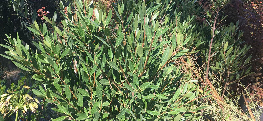 6-phillyrea-angustifolia