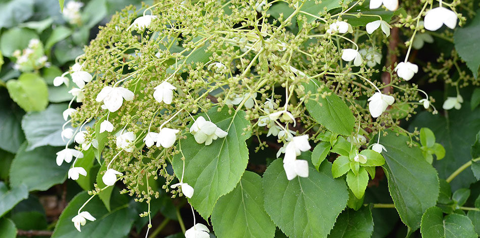 Hortensia-Grimpant-Hydrangea-Petiolaris