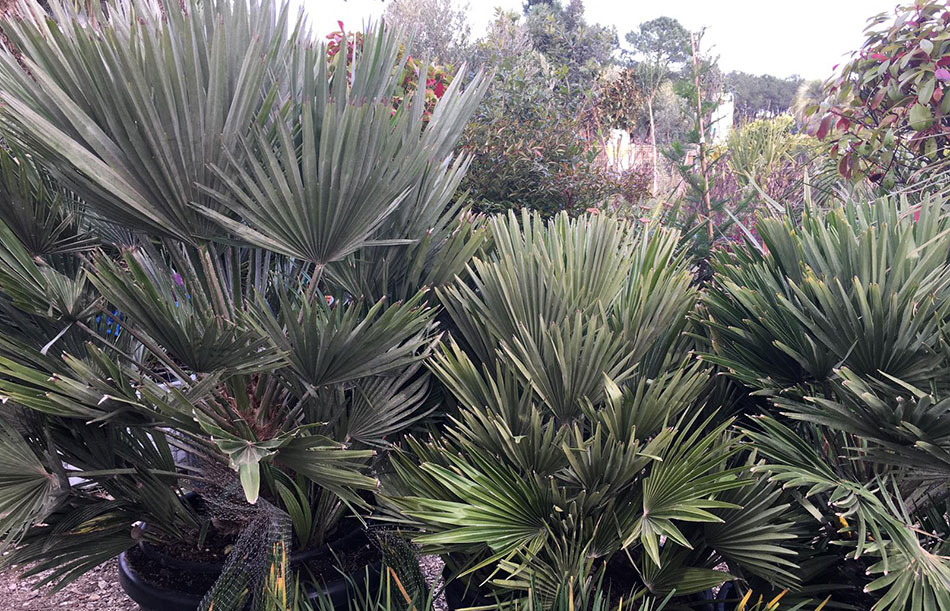 Envie d’ajouter une touche tropicale à votre jardin ? Les palmiers et plantes pour massifs exotiques sont de retour dans votre jardinerie d’Arcachon !