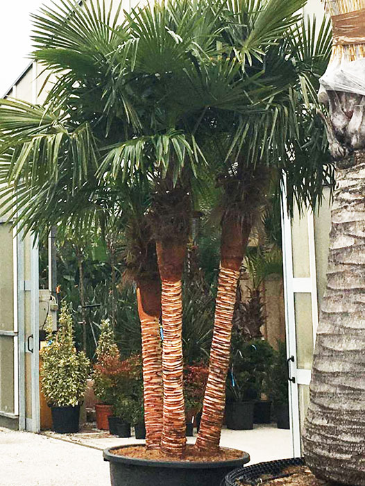 palmier-de-chine