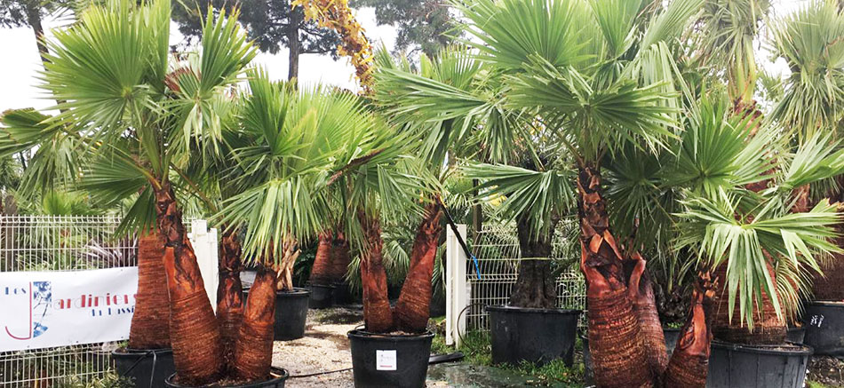 Vous ne trouverez plus de palmiers de Chine dans votre jardinerie d’Arcachon | On vous explique pourquoi